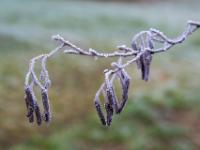 Haselnusskätzchen mit Raureif